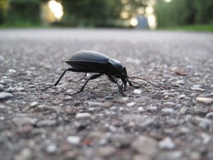 Beetles can be useful in the garden