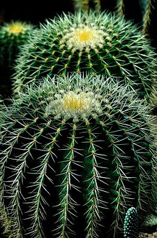 Cactus make ideal houseplants