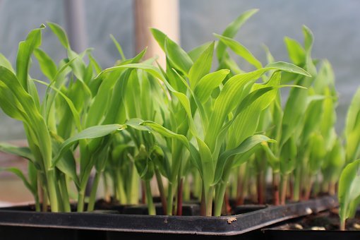 Plants in cell packs