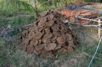 Cow dung is a manure hit