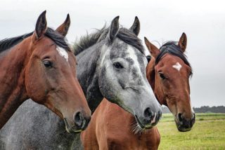 Horses can play an important role for gardeners