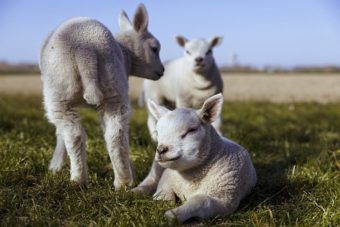 Sheep manure is free if you can find it.