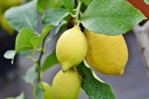 Lemons make an excellent indoor plant