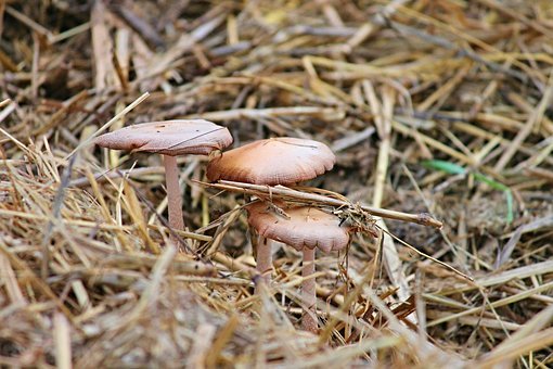 Spent mushroom compost