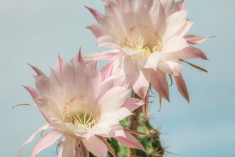 Catcus are flowering plants as well