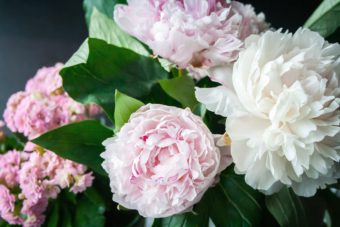 Peony are a cottage garden favourite