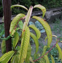 Plant showing chlorosis