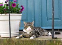 Containers by front door cannot be beaten (along with a cat)