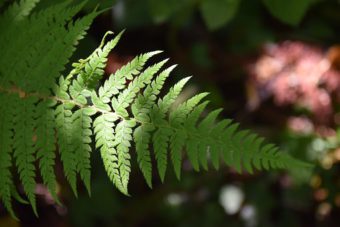 The Best Way to Display your Houseplants via Lighting and Group Planting