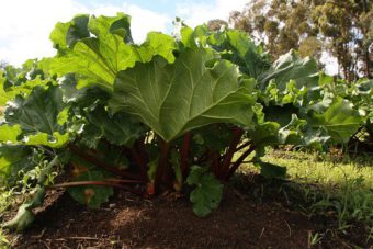 Who does not like rhubarb?