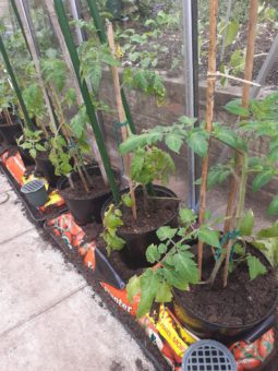 Tomatoes in grobags