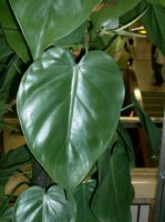 Philodendron make ideal plants in the living room