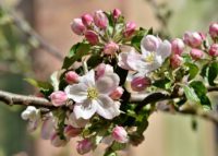 Apple trees can be grown in containers and produce good crops as well.