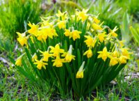 Daffodils are great in the container garden