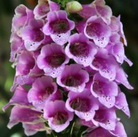 Foxgloves are great biennials