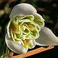 Galanthus 'Flore Pleno'