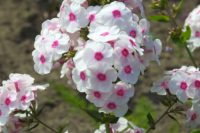 Phlox are great true perennials