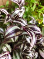 Wandering Jew is a great climber to use