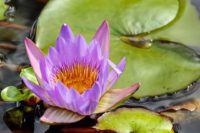 Water Lily are great aquatic plants
