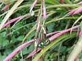 Billbergia nutans