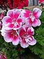 Angel Pelargonium