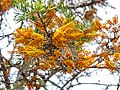 Grevillea robusta