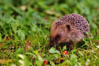 Do not forget to attract hedgehogs