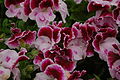 Regal Pelargonium