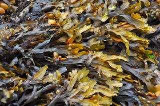 Maxicrop Original Seaweed Extract, a Review-Do you Really Need Seaweed Extract in your Garden?