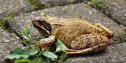 Toads will eat slugs in your garden.