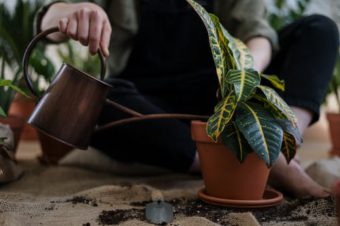 Are you watering your houseplants right?