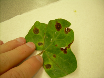 Leaf spot signifies trouble