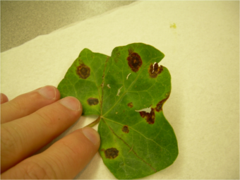 Why the Gardener should use Neem oil, a Review of Garten Gluck Leaf Spot