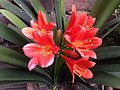 Clivia