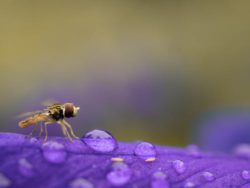 Hoverflies are great in the garden.