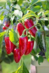 Jalapeno Peppers can do better if fed with Seaweed extract