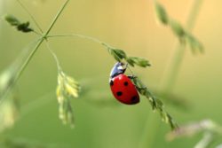 Ladybirds are aphids worst enemy.