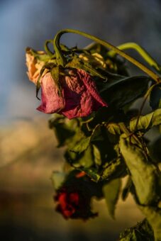 A wilting plant shows there is a problem with watering