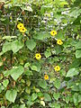 Black-eyed Susan can be grown indoors as well