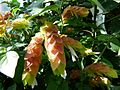 Shrimp plant