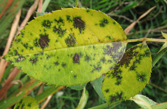 Black spot a common problem that can be treated with Fungusclear