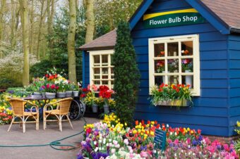 Bulbs in Containers for All Round the Year Colour
