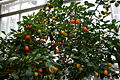 Calamondin Orange