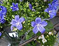 Campanula isophylla