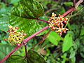 Cissus is an attractive climber