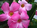 Dipladenia makes a colourful climber indoors