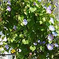 Morning glory can bring colour to indoor displays