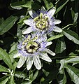 Passionflowers can be grown indoors