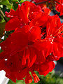 Scented leaved Geranium