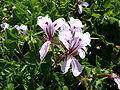 Ivy leaved Geranium